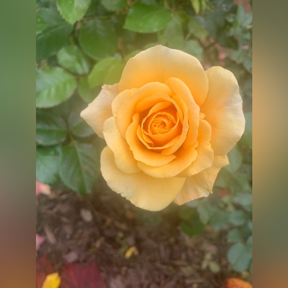 Meet your Posher, Vicky - Picture 2 of 2